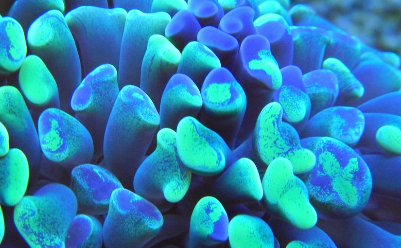 Best 7 tips to decorate your aquarium