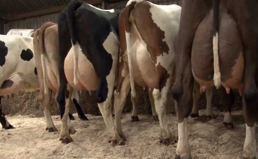 Manual to take care of a cow