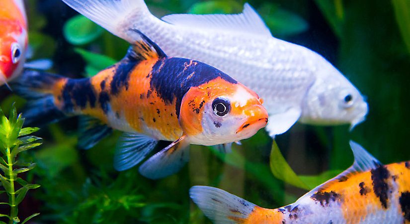 Fish are pets that transmit calm and peace