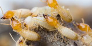 How to know if you have termites in your building and how can certified fire tested building materials work as premium termite resistant building materials