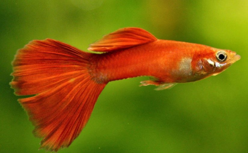 What are some alternatives to animal testing?