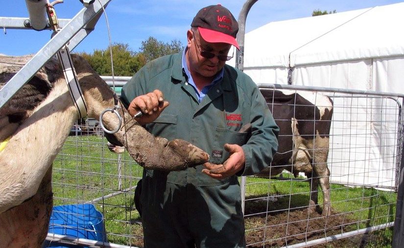 Identification of hoof lesions in cattle for dairy production