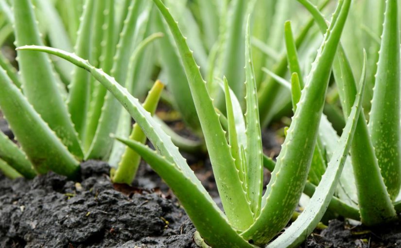 What are the properties of pure leather aloe vera?