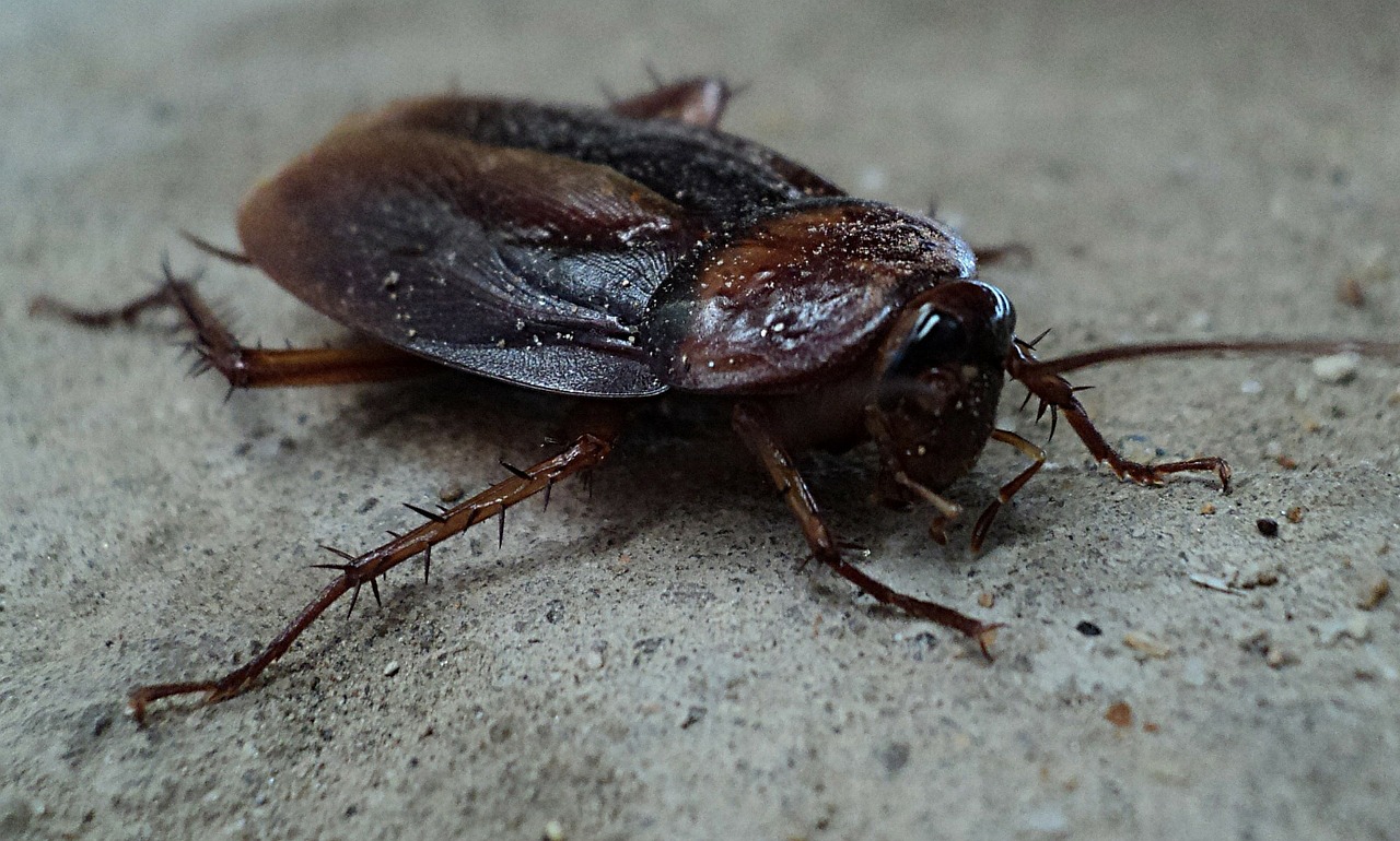 cockroach-70295_1280