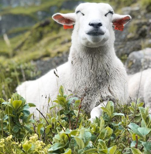 Tips for caring for caprine livestock on a farm