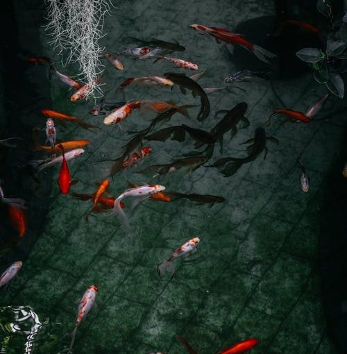 Maintenance and accessories of an aquarium to look incredible