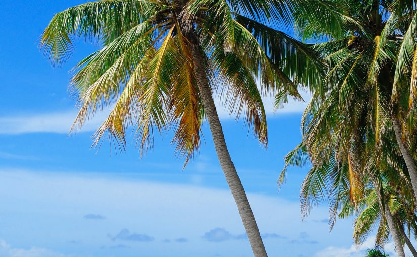 When and how should palm trees be pruned?