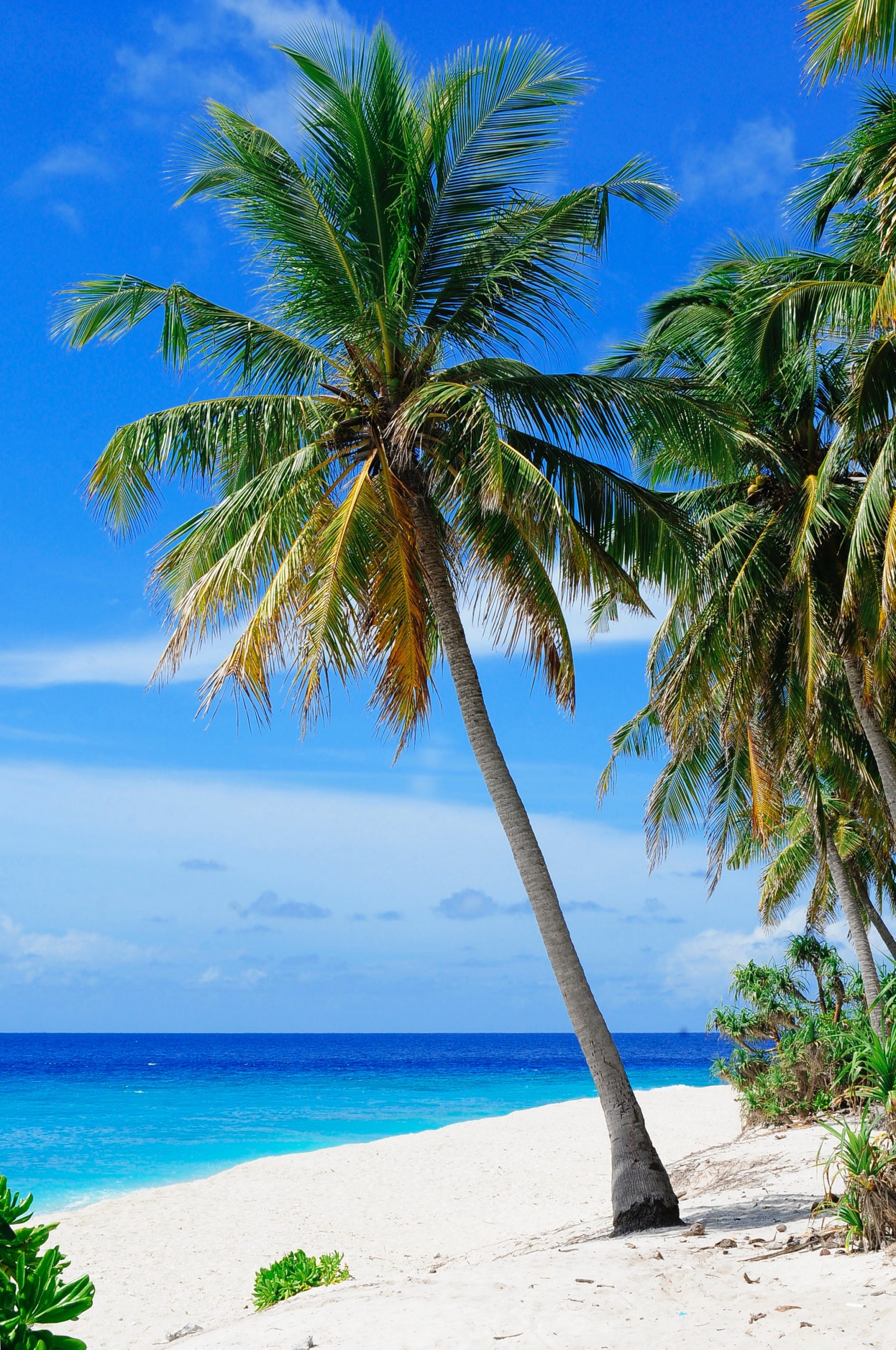 beach-coconut-trees-coconuts-daylight-240526
