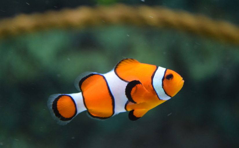 Sick Fish: 8 Symptoms which shows in Fish