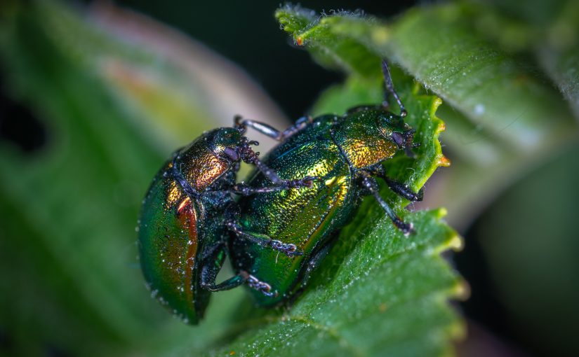 Get rid of bugs in carpets and rugs